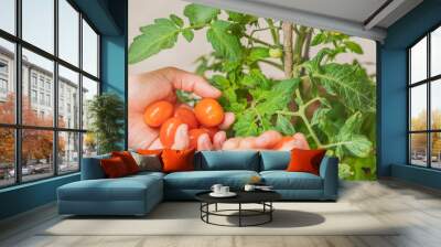 Tomatoes and tomato plant. Wall mural