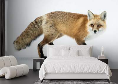 Red Fox  Wall mural