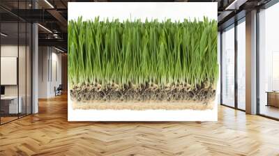 Green grass with the roots attached on a white background. Wall mural