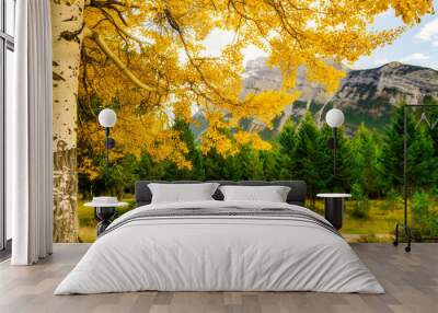 Autumn In The Rocky Mountains Upclose Birch Tree Wall mural