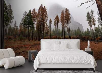 Burnt forest with foggy mountain in the background Wall mural