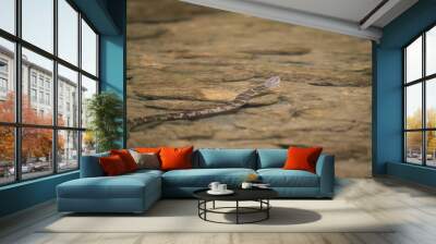 Common Watersnake swimming in river Wall mural