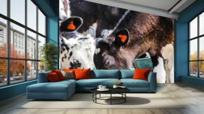 Cows on farm feeding. Farm animals.  Wall mural