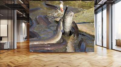 Eels Fighting Over Food In New Zealand Wall mural