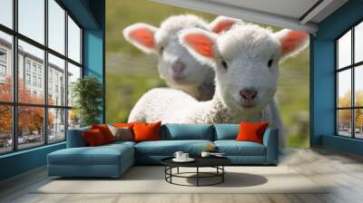 Twin Lambs Wall mural