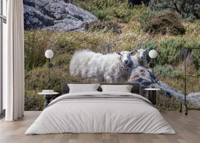 Two Sheep, One Sheared, One Very Woolly, Escaped Livestock, New Zealand Wall mural