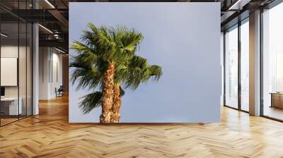 Palm tree in golden sun. Wall mural