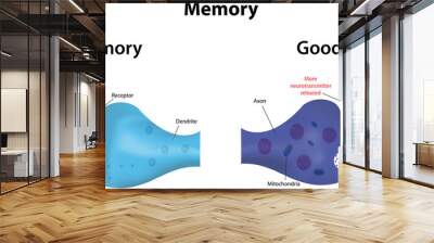 memory potentiation and depression Wall mural