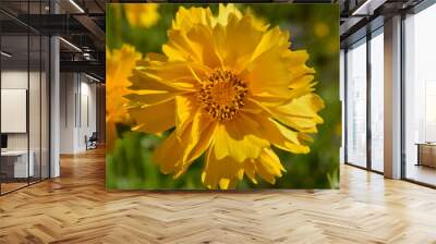 Coreopsis grandiflora Sunburst flower, also known as tickseed, Wall mural