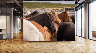 herd of horses Wall mural