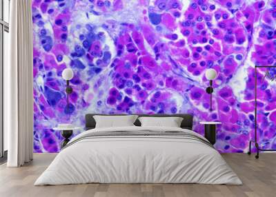 Human pituitary gland. Cell types Wall mural