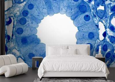 kidney. collecting duct Wall mural