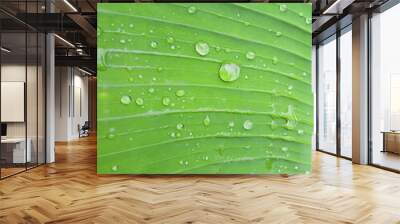 water drops on leaf Wall mural