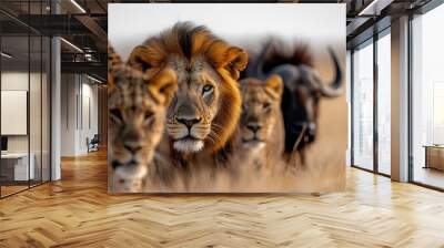 A lion and a cheetah, accompanied by a buffalo, jointly display the classic predator-prey relationships amid the golden savannah grass, reflecting nature's harmony. Wall mural