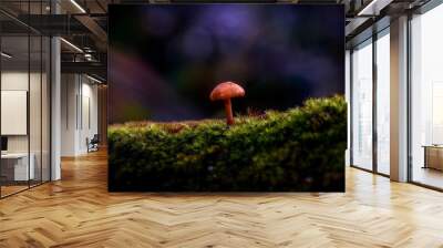 Mashroom on a blade of grass Wall mural