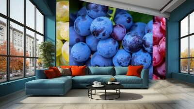 A collection of colorful grape fruit Wall mural