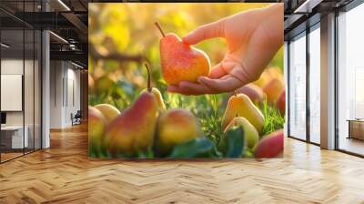 A hand and a pile of fresh pear closeup view on lawn in orchard with trees Wall mural