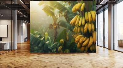 Banana plant with fruit in plantation farm field. Wall mural