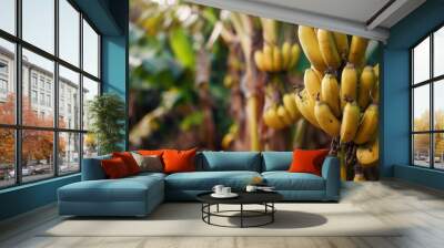 Banana plant with fruit in plantation farm field. Wall mural