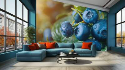 Blueberry plant with fruit in plantation farm Wall mural