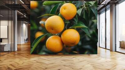 Fresh orange fruit on tree in plantation farm field closeup view Wall mural