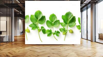 Fresh strawberry plant leaf isolated on white background Wall mural