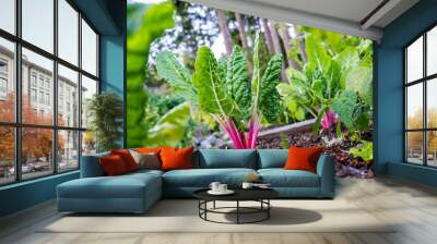 Ruby red or pink swiss chard with bright green leaves as a leafy vegetable growing in a home organic garden as a gardening hobby in a raised bed with healthy soil. Wall mural