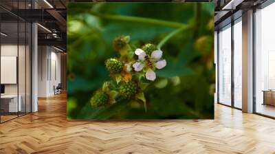 bramble fruit bush green spring bee flower Wall mural