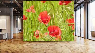 coquelicots 2 Wall mural