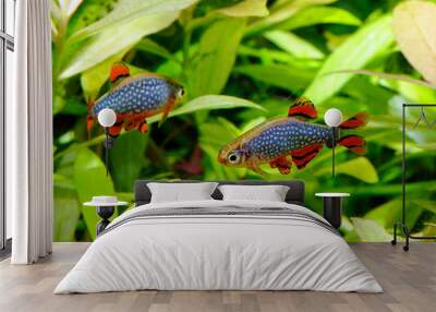 Aquarium fish - celestial pearl danio Wall mural