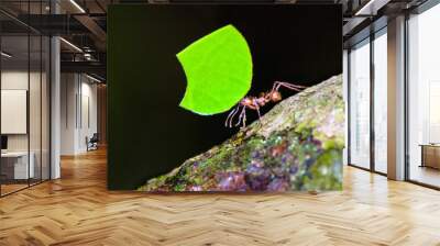 Leafcutter ant (Atta cephalotes) worker is carrying leaf segment.	 Wall mural