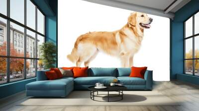 A realistic side view of a golden retriever isolated on a clean white background, showcasing its fluffy fur and playful expression in a digital art style. Wall mural