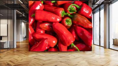 Harvesting fresh espelette peppers in a wooden crate in summer Wall mural