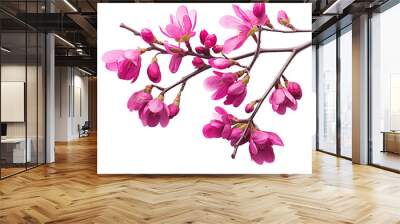 Beautiful Redbuds Flower Isolated On White Background Wall mural