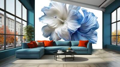 Beautiful Selham Blanc white and blue Isolated On WHite Background Wall mural