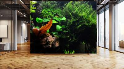 Beautiful aquatic decor in an aquarium, with aquatic plants and moss. This is aquascaping	 Wall mural