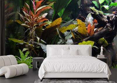 Beautiful aquatic decor in an aquarium, with aquatic plants. This is aquascaping Wall mural