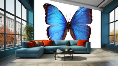 Blue Morpho butterfly (Morpho godarti) Wall mural