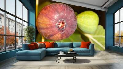 fig tree with two figs Wall mural