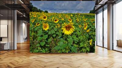 Sonnenblumenfeld, Sunflowers, Heliantuhus annuus Wall mural