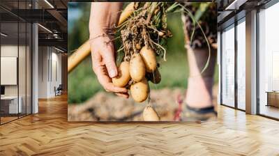 Farmer holding freshly picked potato root Wall mural