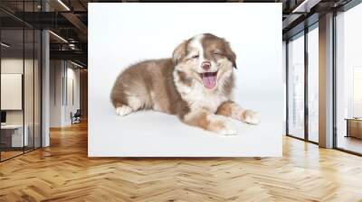 laughing Puppy Wall mural