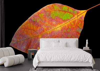 Colorful leaf on black background Wall mural