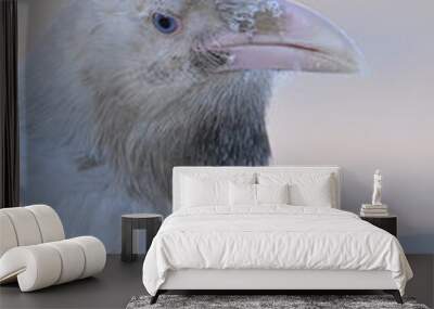 A rare white raven with bright blue eyes, the result of leucism caused by the lack of melanin pigment, in Anchorage, Alaska. Wall mural