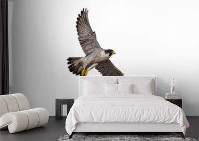 flying of peregrine falcon on white background Wall mural