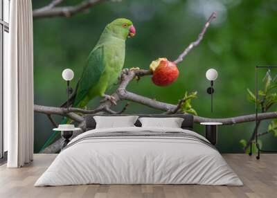 The rose-ringed parakeet eats seeds, sunflower & nuts kernels in St James's Park, London, Great Britain,Uk Wall mural