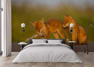 two cute little red fox cubs playing on the tarmac road infront of meadow with fish at sunset Vulpes vulpes, wildlife, United Kingdom Wall mural