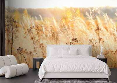 autumn nature background with dry grass. Golden autumn field. wild fluffy grass in sunlight. Beautiful tranquil landscape scene. banner Wall mural