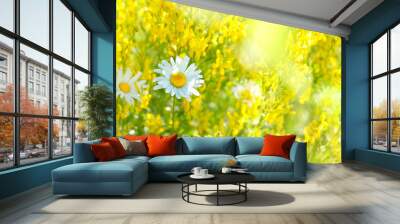 chamomile flowers, beautiful nature landscape. blossom summer season. sunny meadow and daisy. copy space Wall mural