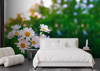 chamomile flowers on abstract natural green background. beautiful sunny rustic landscape. concept of beauty and purity of nature. summer season. copy space Wall mural